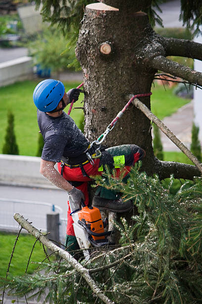 How Our Tree Care Process Works  in  Edgewood, NM