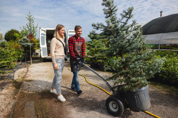 Professional Tree Removal in Edgewood, NM